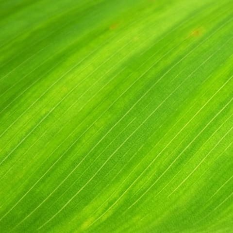 Card Green Leaf Natural Wallpaper Royalty Free 66869