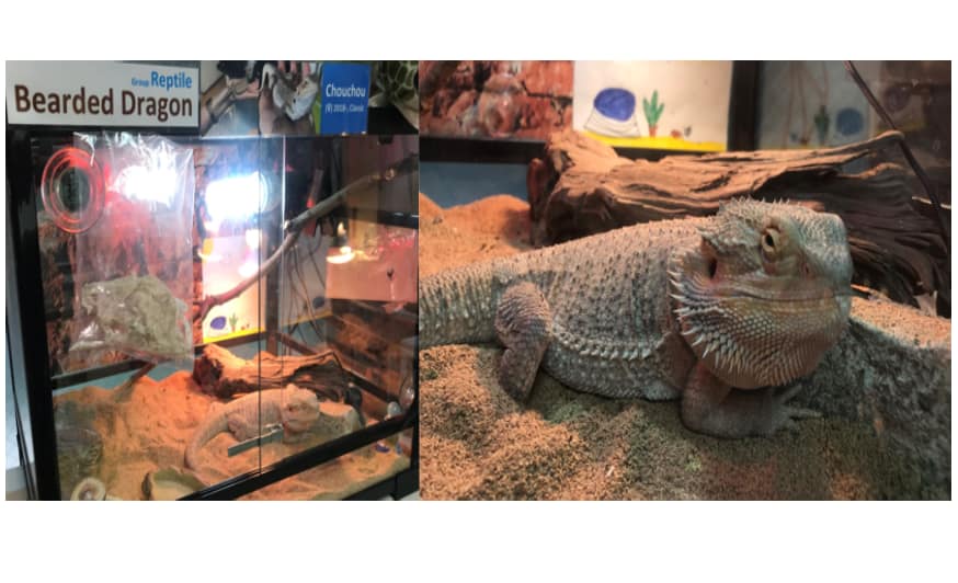 Beardeddragon